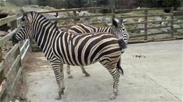 A pair of Chapman's Zebras at Newquay Zoo